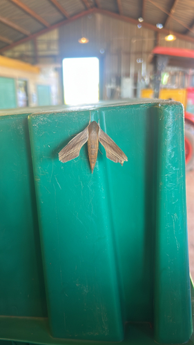 Tersa Sphinx