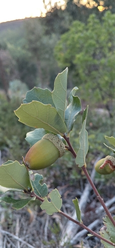 Quercus lusitanica, photograph 3