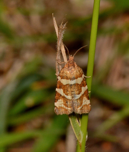 Conchylis subfurcatana