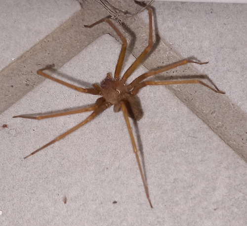 Mediterranean recluse