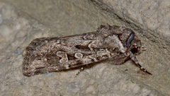 Ectopatria