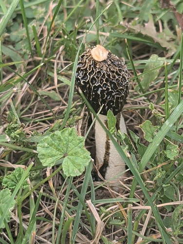 common stinkhorn