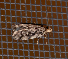 Barea exarcha