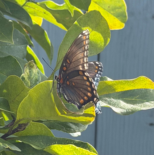 Red-spotted Purple