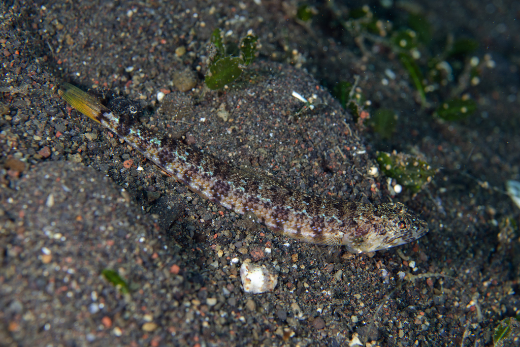 Synodus fuscus