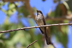 Rhipidura rufiventris