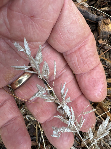 stinkgrass