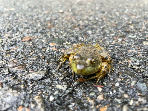 American Bullfrog
