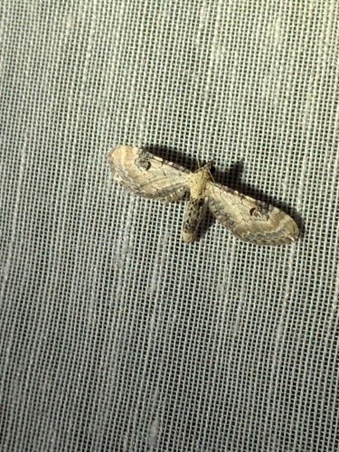 Lime-speck Pug