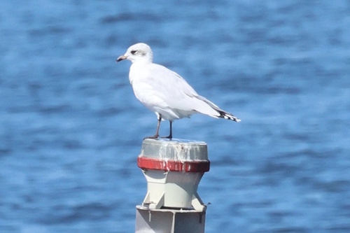 Mediterranean Gull