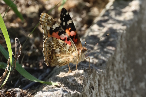 Painted Lady