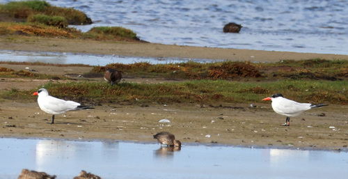 Caspian Tern