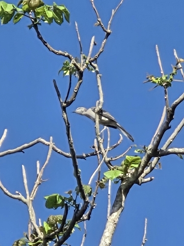 Northern Mockingbird