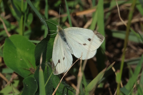 Small White