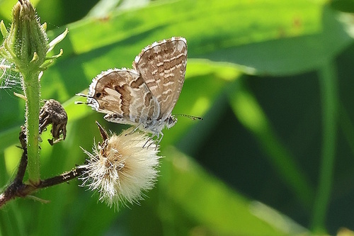 Common Geranium-bronze
