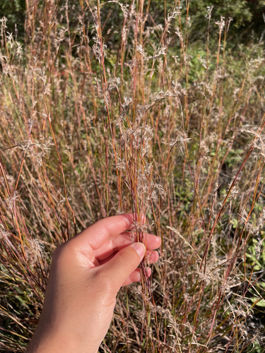little bluestem