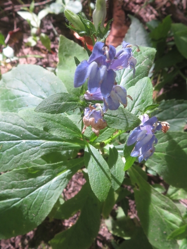 great blue lobelia