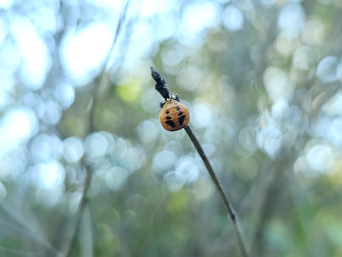 Asian Lady Beetle