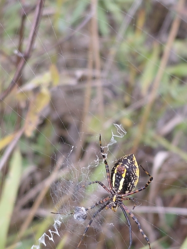 Banded Garden Spider