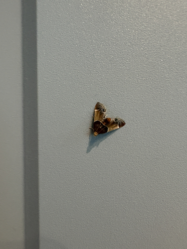 Meal moth