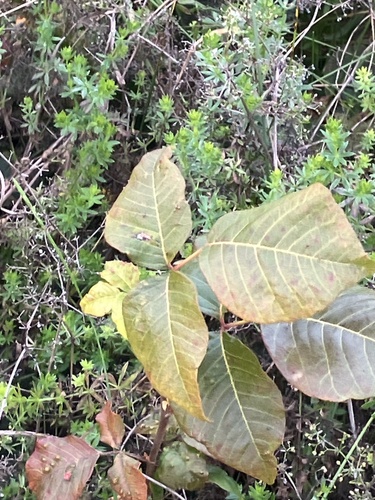 Toxicodendron radicans, photograph 6