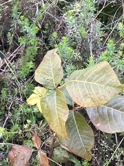 Toxicodendron radicans, photograph author not stated, no rights reserved