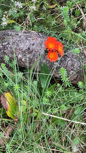orange hawkweed