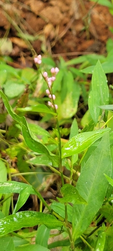 low smartweed