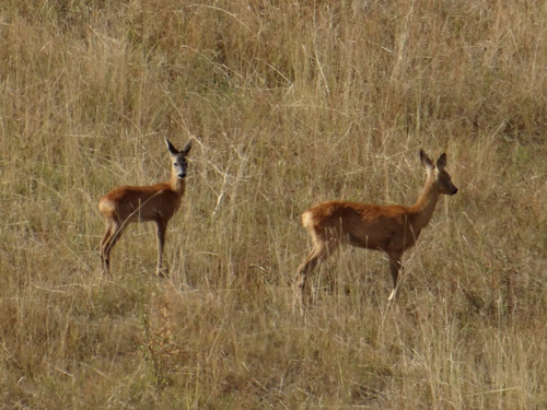Western Roe Deer