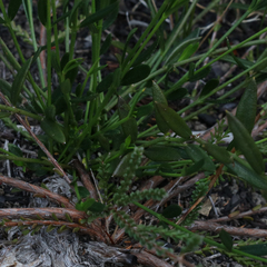 Cyanothamnus polygalifolius