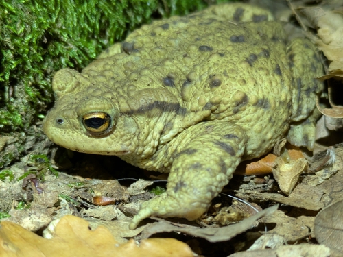 European Toad