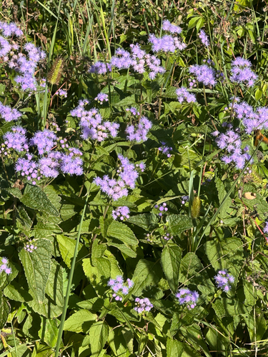blue mistflower