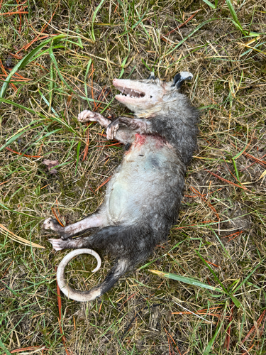 Virginia Opossum