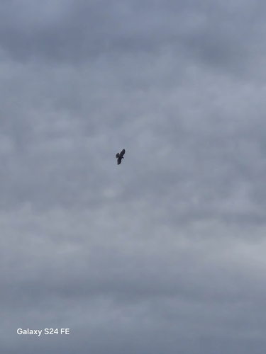 Red-tailed Hawk