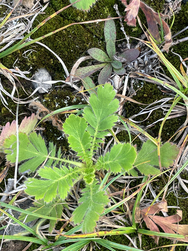 prairie smoke
