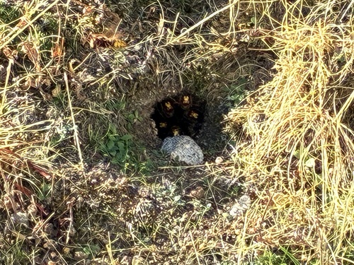 European Hornet