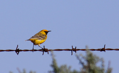 Epthianura aurifrons
