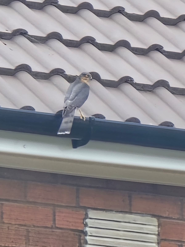 Eurasian Sparrowhawk