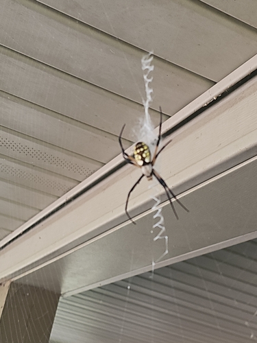 Yellow Garden Spider