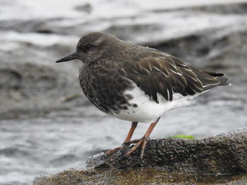 Black Turnstone