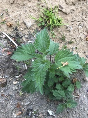 Urtica dioica dioica