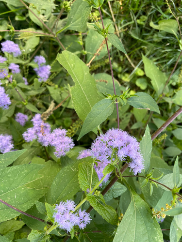 blue mistflower