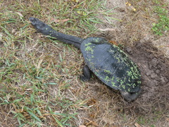 Chelodina expansa