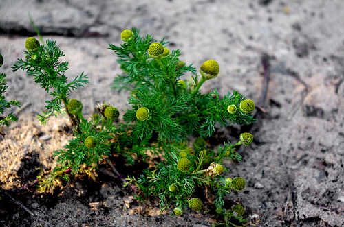 Matricaria discoidea, photograph 3