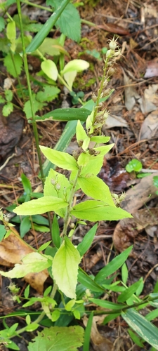 Indian tobacco