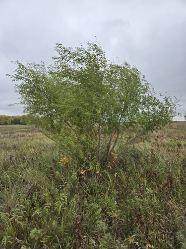 peachleaf willow