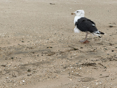 Great Black-backed Gull