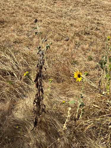 Common Sunflower