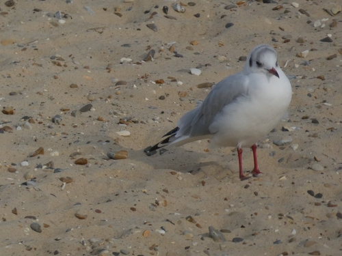 Black-headed Gull