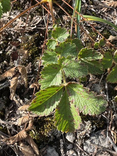 Tall Cinquefoil